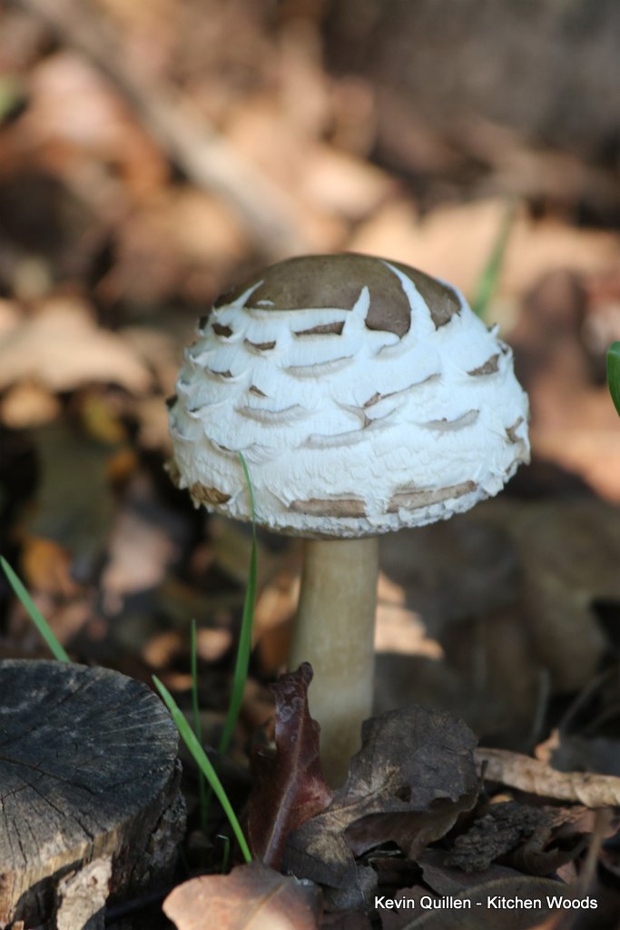 White Mushrooms - #1